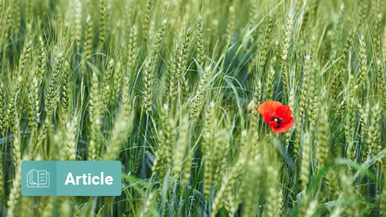 Heroes in Haystacks: Index Comparisons for Active Portfolio Performance
